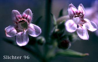 Hotrock Penstemon, Scorched Penstemon: Penstemon deustus var. variabilis