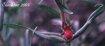 Stem leaves of Crested Beardtongue, Fuzzytongue Penstemon, John Day Fuzzytongue Penstemon: Penstemon eriantherus var. argillosus (Synonym: Penstemon whitedii ssp. dayanus)