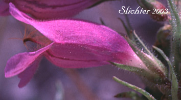 Sideview of the corolla of Fuzzytongue Penstemon: Penstemon eriantherus var. eriantherus