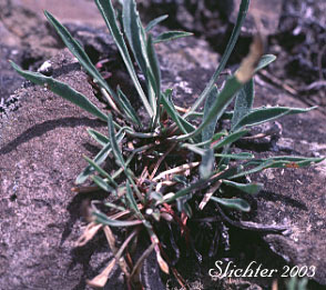 Basal leaves of Fuzzytongue Penstemon: Penstemon eriantherus var. eriantherus