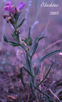 Fuzzytongue Penstemon: Penstemon eriantherus var. eriantherus