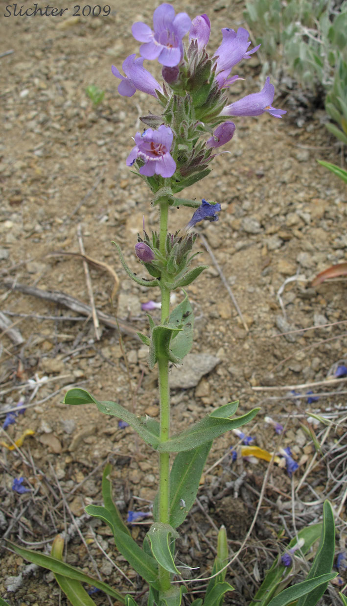Crested Penstemon, Fuzzytongue Penstemon: Penstemon eriantherus var. whitedii