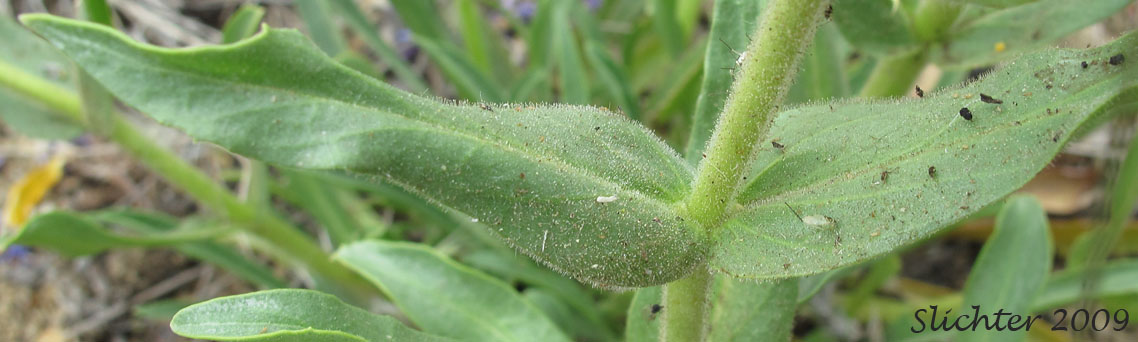 Paired stem leaves of Crested Penstemon, Fuzzytongue Penstemon: Penstemon eriantherus var. whitedii