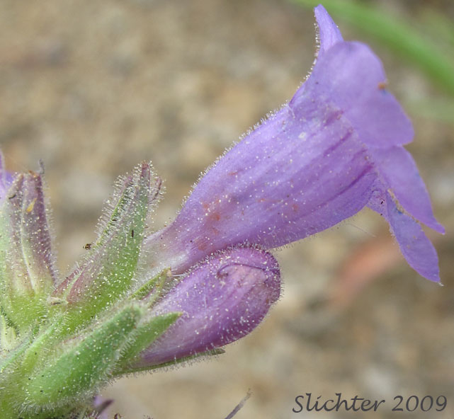 Sideview of the flower of Crested Penstemon, Fuzzytongue Penstemon: Penstemon eriantherus var. whitedii