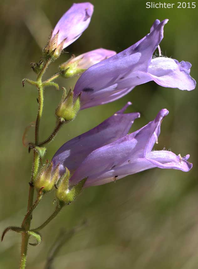 Shrubby Penstemon, Bush Penstemon: Penstemon fruticosus var. fruticosus (Synonym: Penstemon fruticosus ssp. fruticosus)