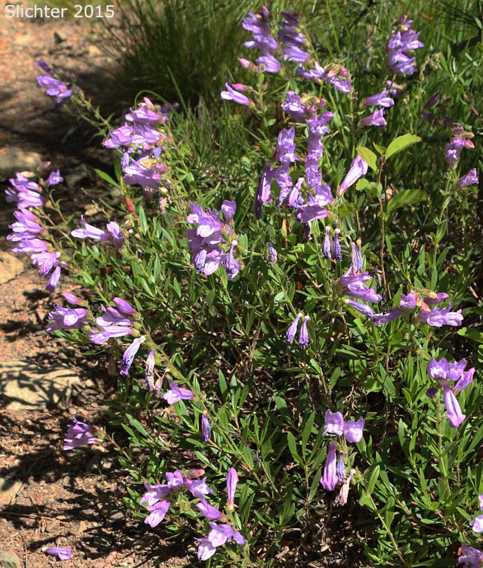 Shrubby Penstemon, Bush Penstemon: Penstemon fruticosus var. fruticosus (Synonym: Penstemon fruticosus ssp. fruticosus)