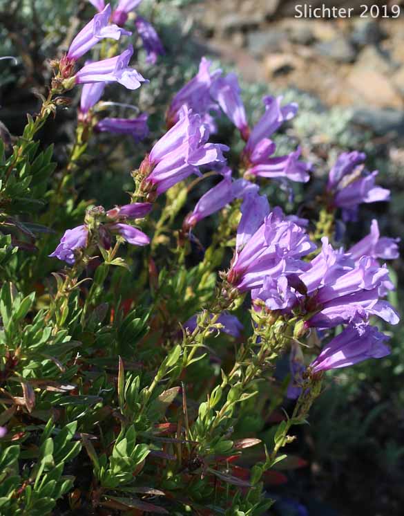 Shrubby Penstemon, Bush Penstemon: Penstemon fruticosus var. fruticosus (Synonym: Penstemon fruticosus ssp. fruticosus)