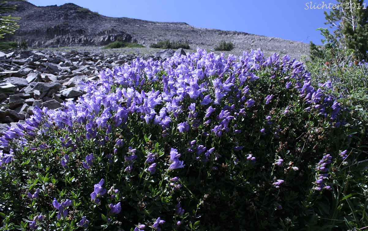 Shrubby Penstemon, Bush Penstemon: Penstemon fruticosus var. fruticosus (Synonym: Penstemon fruticosus ssp. fruticosus)