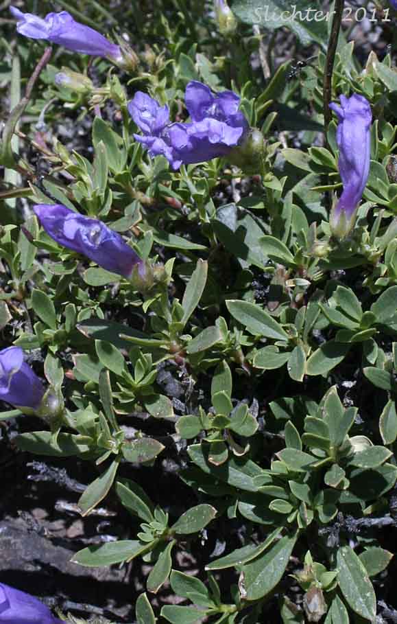Shrubby Penstemon, Bush Penstemon: Penstemon fruticosus var. fruticosus (Synonym: Penstemon fruticosus ssp. fruticosus)