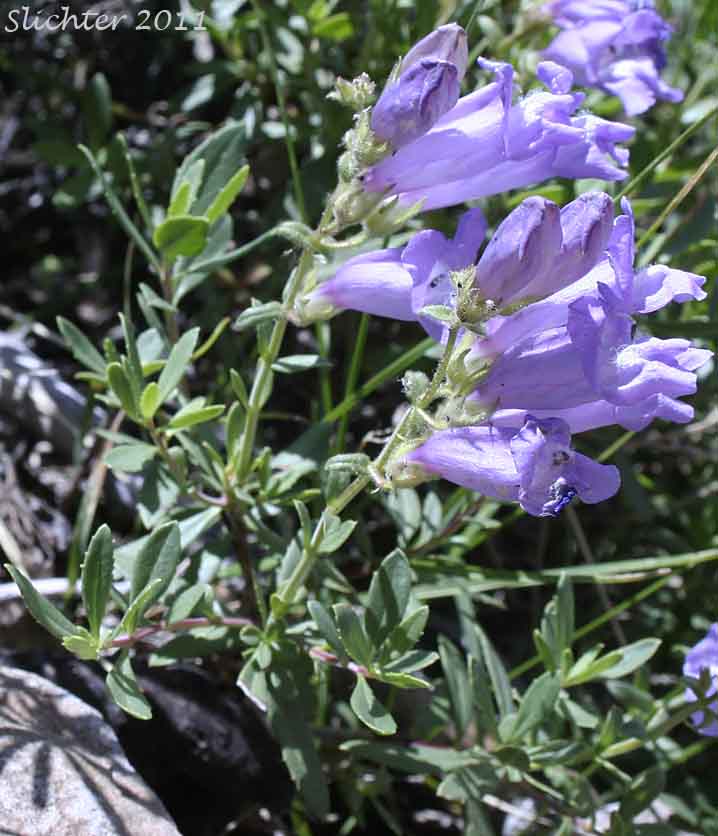 Shrubby Penstemon, Bush Penstemon: Penstemon fruticosus var. fruticosus (Synonym: Penstemon fruticosus ssp. fruticosus)