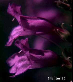 Shrubby Penstemon, Bush Penstemon: Penstemon fruticosus var. fruticosus (Synonym: Penstemon fruticosus ssp. fruticosus)