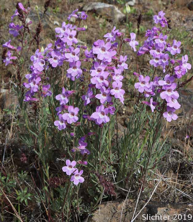 Gairdner's Beardtongue, Gairdner's Penstemon: Penstemon gairdneri var. gairdneri (Synonym: Penstemon gairdneri ssp. gairdneri)
