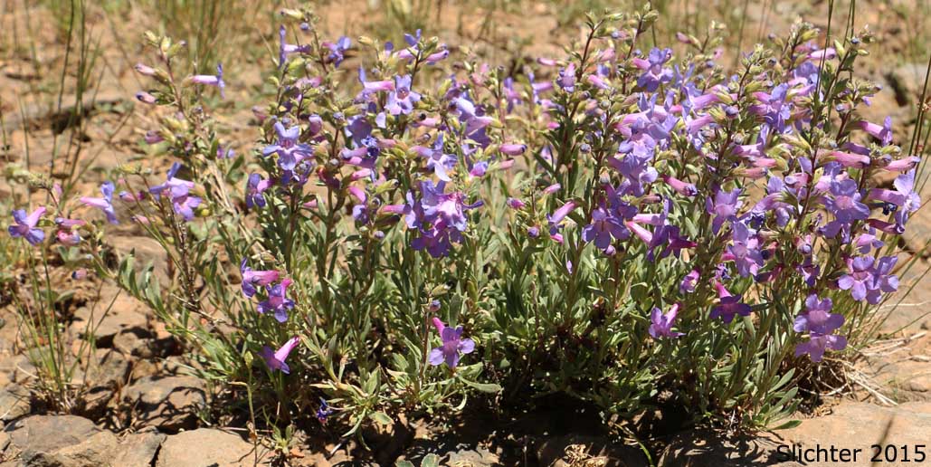 Gairdner's Beardtongue, Gairdner's Penstemon: Penstemon gairdneri var. gairdneri (Synonym: Penstemon gairdneri ssp. gairdneri)