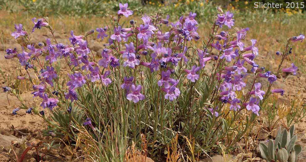 Gairdner's Beardtongue, Gairdner's Penstemon: Penstemon gairdneri var. gairdneri (Synonym: Penstemon gairdneri ssp. gairdneri)