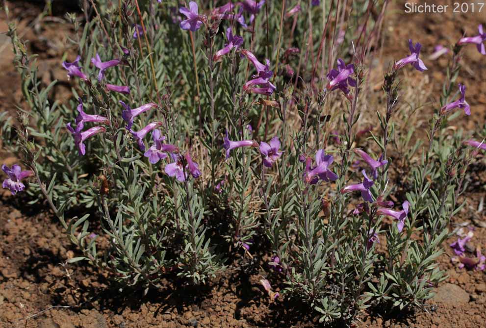 Gairdner's Beardtongue, Gairdner's Penstemon: Penstemon gairdneri var. gairdneri (Synonym: Penstemon gairdneri ssp. gairdneri)