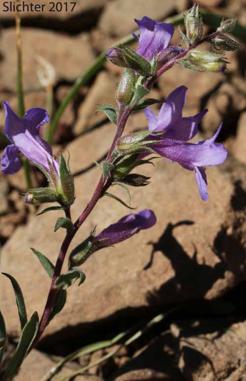 Gairdner's Beardtongue, Gairdner's Penstemon: Penstemon gairdneri var. gairdneri (Synonym: Penstemon gairdneri ssp. gairdneri)