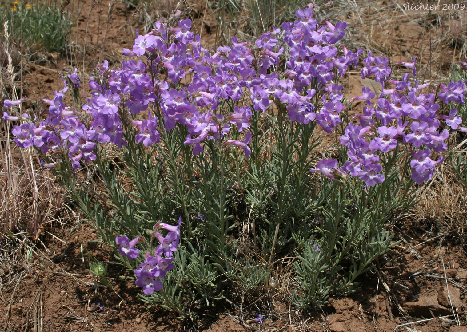 Gairdner's Penstemon: Penstemon gairdneri var. gairdneri (Synonym: Penstemon gairdeneri ssp. gairdneri)