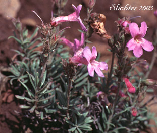 Gairdner's Beardtongue, Gairdner's Penstemon: Penstemon gairdneri var. gairdneri (Synonym: Penstemon gairdneri ssp. gairdneri)