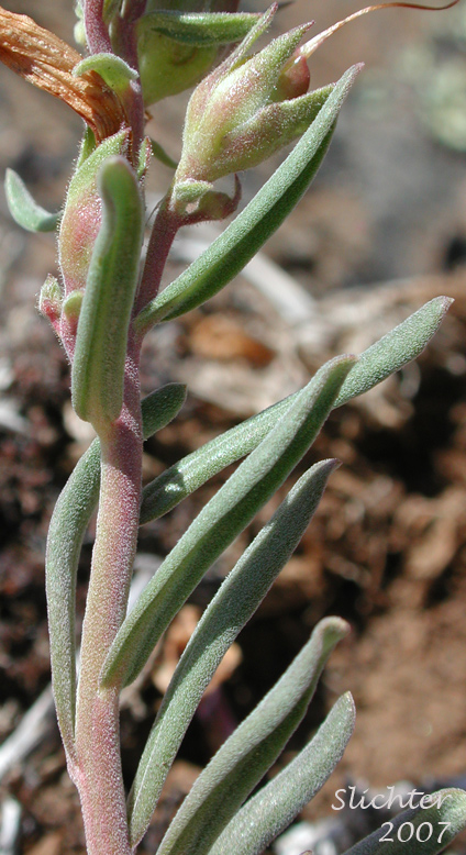 Gairdner's Beardtongue, Gairdner's Penstemon: Penstemon gairdneri var. gairdneri (Synonym: Penstemon gairdenri ssp. gairdneri)