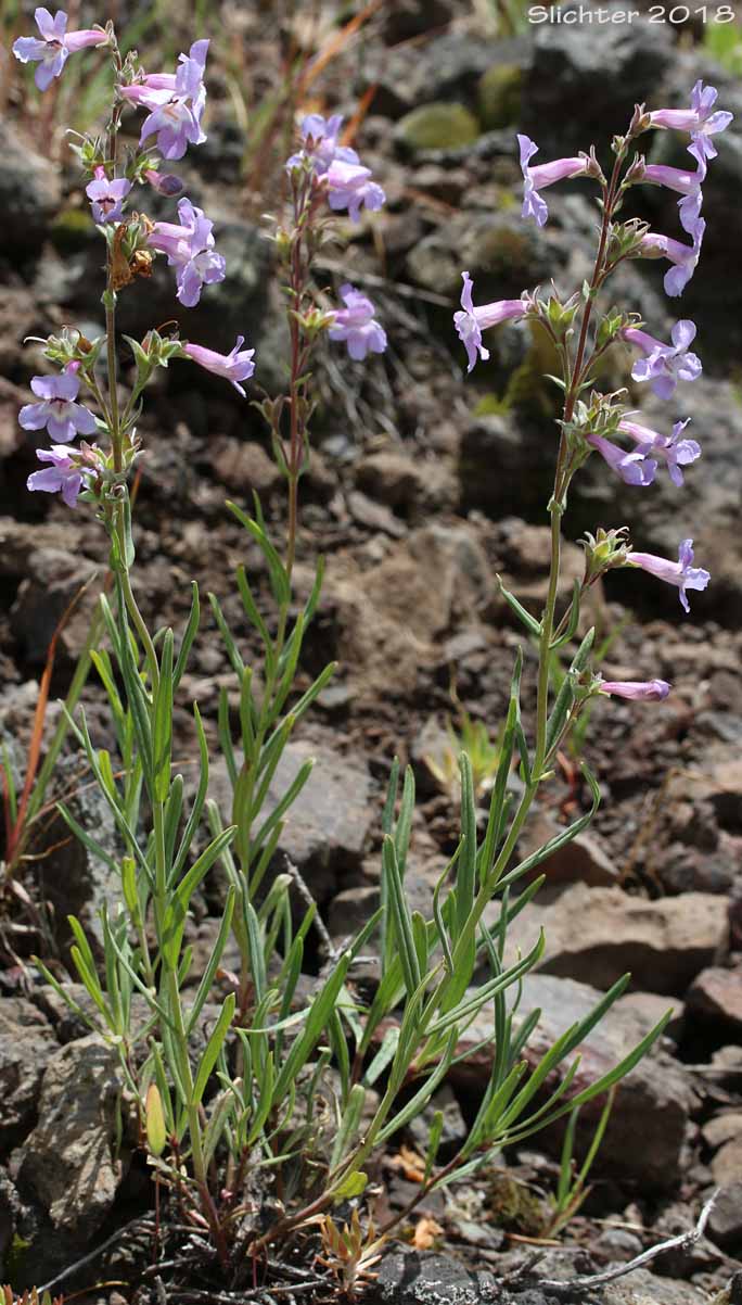 Opposite-leaved Gairdner's Beardtongue, Opposite-leaved Gairdner's Penstemon: Penstemon gairdneri var. oreganus (Synonym: Penstemon gairdneri ssp. oreganus)
