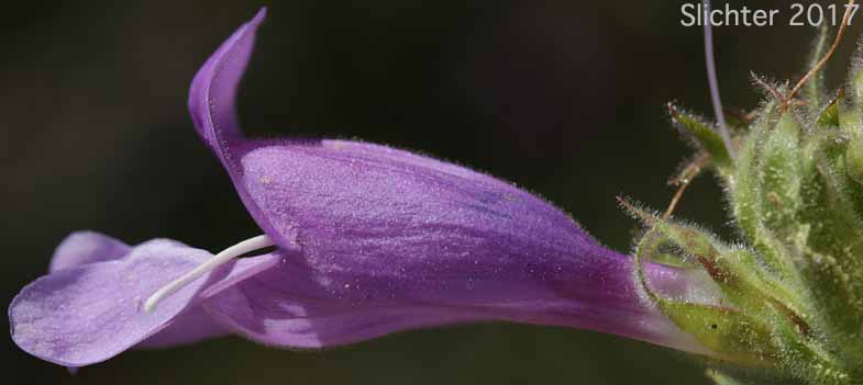 Flower of Glandular Penstemon, Stickystem Penstemon, Sticky-stem Penstemon: Penstemon glandulosus var. glandulosus (Synonym: Penstemon glandulosus ssp. glandulosus)
