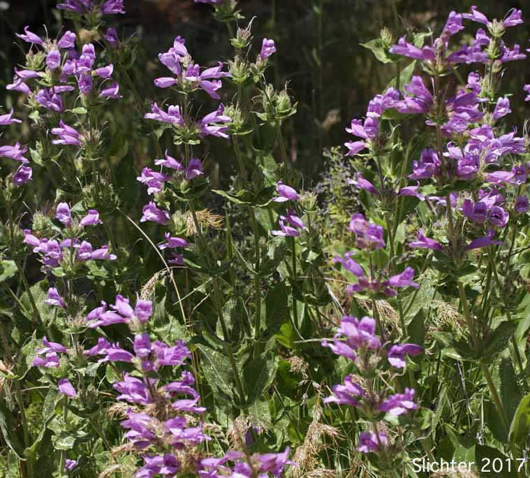 Glandular Penstemon, Stickystem Penstemon, Sticky-stem Penstemon: Penstemon glandulosus var. glandulosus (Synonym: Penstemon glandulosus ssp. glandulosus)