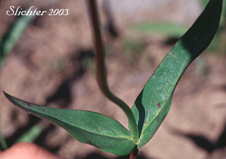 Upper stem leaves of Globe Penstemon: Penstemon globosus