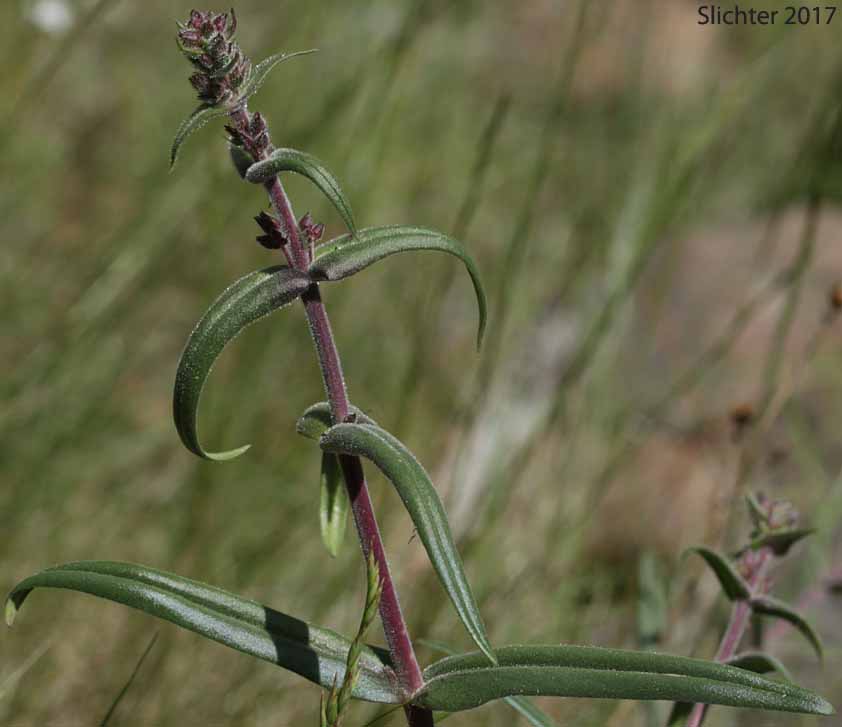 Lowly Penstemon: Penstemon humilis var. humilis (Synonyms: Penstemon cinereus, Penstemon cinereus ssp. cinereus, Penstemon cinereus ssp. foliatus, Penstemon humilis ssp. humilis)