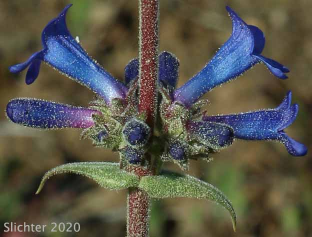 Lowly Penstemon: Penstemon humilis var. humilis (Synonyms: Penstemon cinereus, Penstemon cinereus ssp. cinereus, Penstemon cinereus ssp. foliatus, Penstemon humilis ssp. humilis)