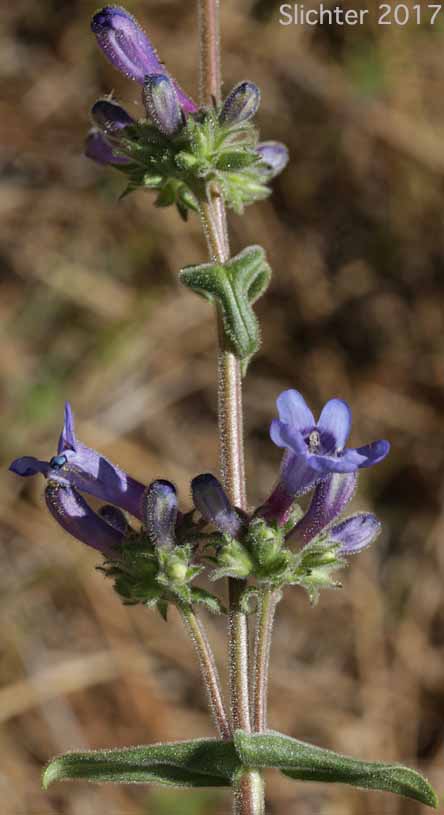 Flowers of Lowly Penstemon: Penstemon humilis var. humilis (Synonyms: Penstemon cinereus, Penstemon cinereus ssp. cinereus, Penstemon cinereus ssp. foliatus, Penstemon humilis ssp. humilis)