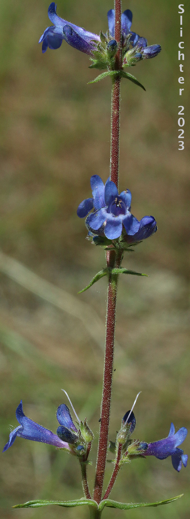 Inflorescence of Lowly Penstemon: Penstemon humilis var. humilis (Synonyms: Penstemon cinereus, Penstemon cinereus ssp. cinereus, Penstemon cinereus ssp. foliatus, Penstemon humilis ssp. humilis)