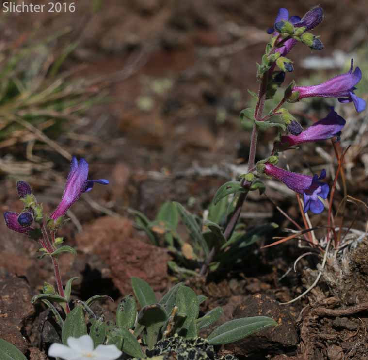 Lowly Penstemon: Penstemon humilis var. humilis (Synonyms: Penstemon cinereus, Penstemon cinereus ssp. cinereus, Penstemon cinereus ssp. foliatus, Penstemon humilis ssp. humilis)