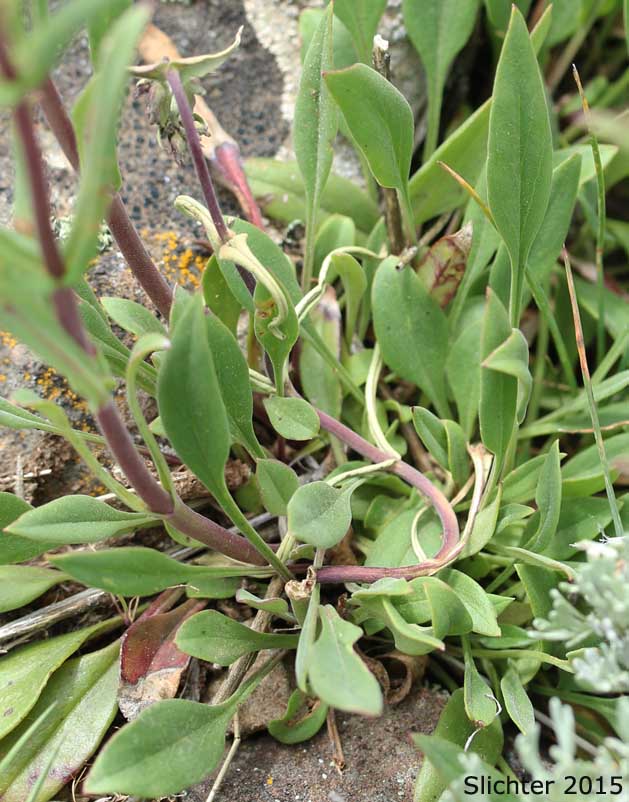 Lowly Penstemon: Penstemon humilis var. humilis (Synonyms: Penstemon cinereus, Penstemon cinereus ssp. cinereus, Penstemon cinereus ssp. foliatus, Penstemon humilis ssp. humilis)