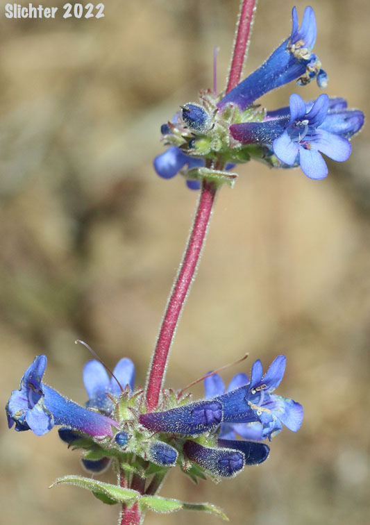 Flowers of Lowly Penstemon: Penstemon humilis var. humilis (Synonyms: Penstemon cinereus, Penstemon cinereus ssp. cinereus, Penstemon cinereus ssp. foliatus, Penstemon humilis ssp. humilis)