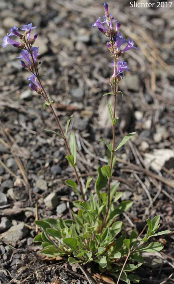 Lowly Penstemon: Penstemon humilis var. humilis (Synonyms: Penstemon cinereus, Penstemon cinereus ssp. cinereus, Penstemon cinereus ssp. foliatus, Penstemon humilis ssp. humilis)
