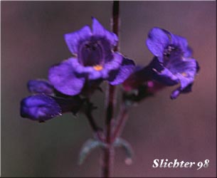 Lowly Penstemon: Penstemon humilis var. humilis (Synonyms: Penstemon cinereus, Penstemon cinereus ssp. cinereus, Penstemon cinereus ssp. foliatus, Penstemon humilis ssp. humilis)