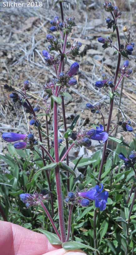Lowly Penstemon: Penstemon humilis var. humilis (Synonyms: Penstemon cinereus, Penstemon cinereus ssp. cinereus, Penstemon cinereus ssp. foliatus, Penstemon humilis ssp. humilis)