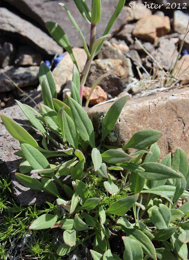Basal and stem leaves of Lowly Penstemon: Penstemon humilis var. humilis (Synonyms: Penstemon cinereus, Penstemon cinereus ssp. cinereus, Penstemon cinereus ssp. foliatus, Penstemon humilis ssp. humilis)