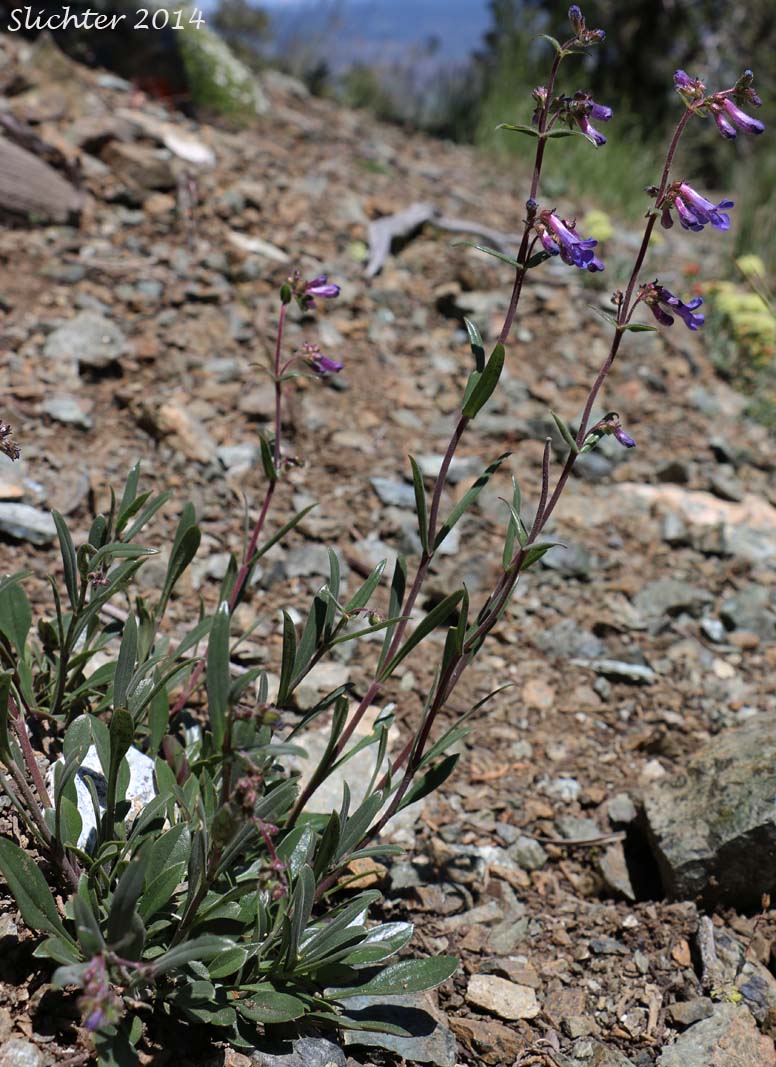 Lowly Penstemon: Penstemon humilis var. humilis (Synonyms: Penstemon cinereus, Penstemon cinereus ssp. cinereus, Penstemon cinereus ssp. foliatus, Penstemon humilis ssp. humilis)
