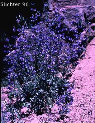 Lowly Penstemon: Penstemon humilis var. humilis (Synonyms: Penstemon cinereus, Penstemon cinereus ssp. cinereus, Penstemon cinereus ssp. foliatus, Penstemon humilis ssp. humilis)