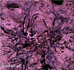 Cheerful Penstemon, Gay Penstemon: Penstemon laetus var. sagittatus (Synonym: Penstemon laetus ssp. sagittatus)