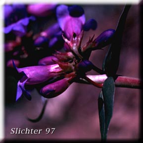 Payette Penstemon: Penstemon payettensis