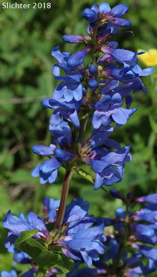 Payette Penstemon: Penstemon payettensis