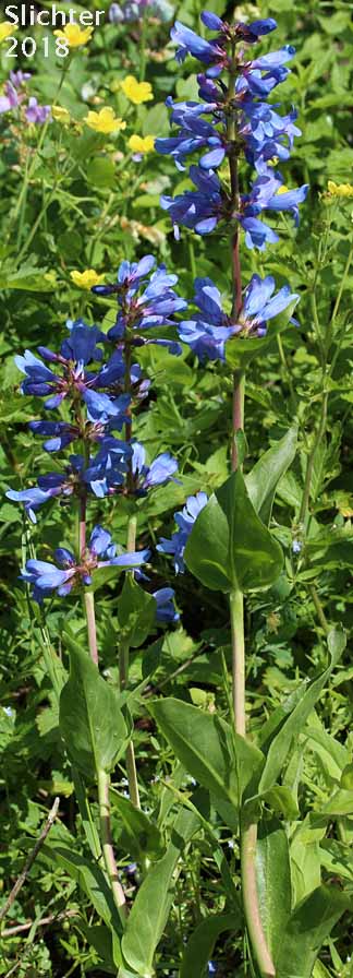 Payette Penstemon: Penstemon payettensis