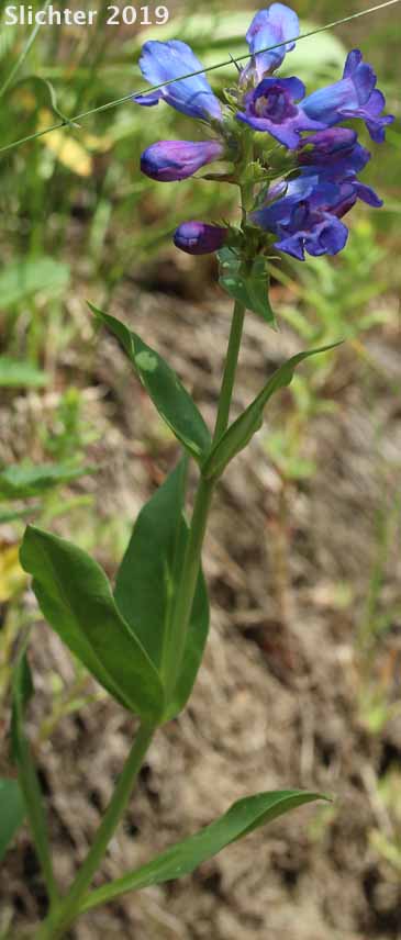 Payette Penstemon: Penstemon payettensis