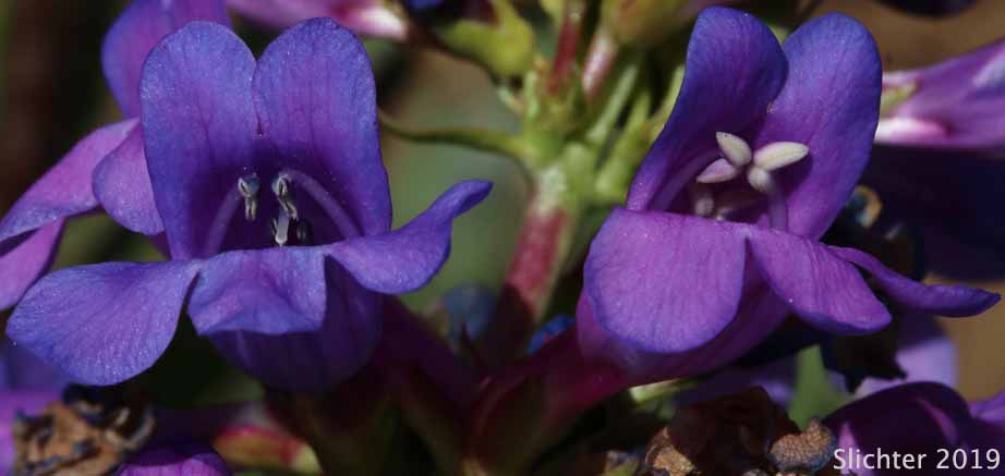 Payette Penstemon: Penstemon payettensis