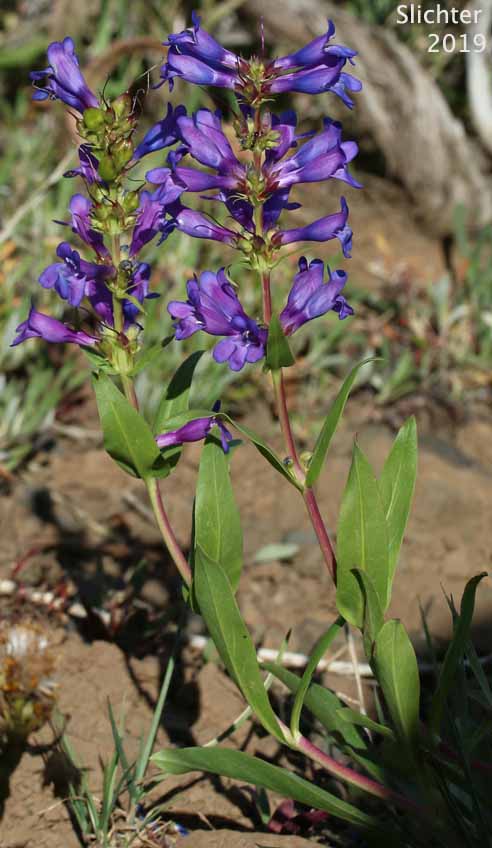 Payette Penstemon: Penstemon payettensis