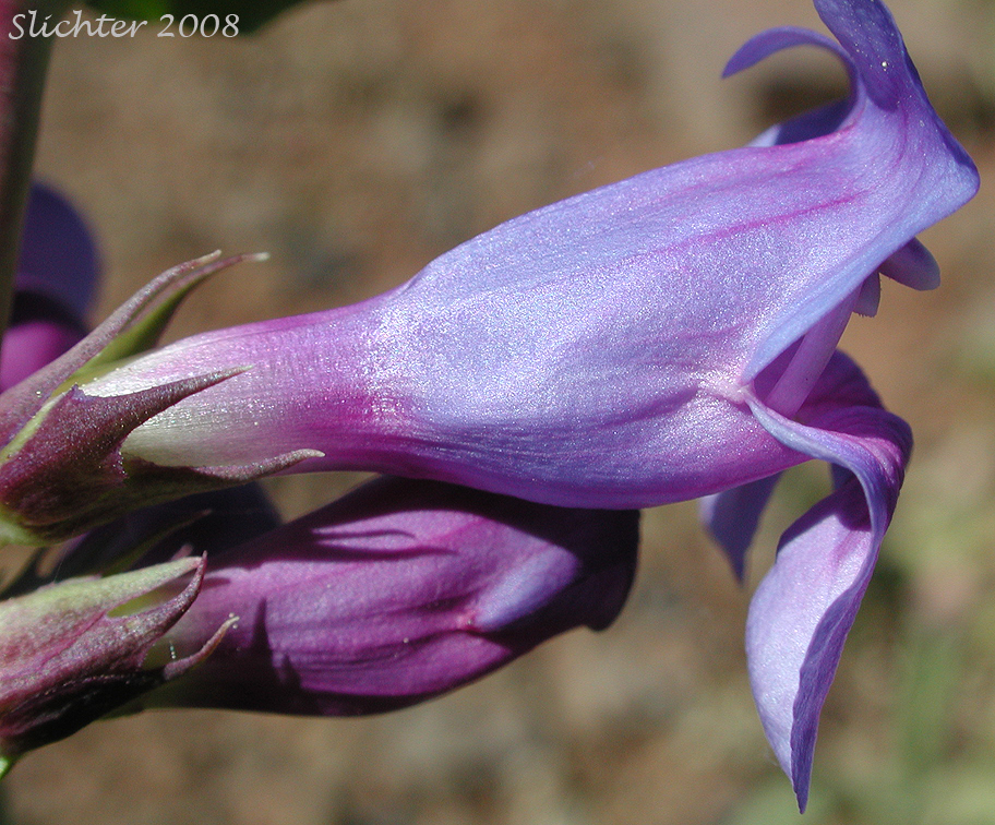 Payette Penstemon: Penstemon payettensis