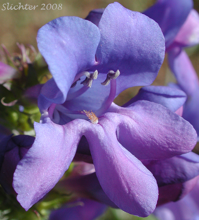 Payette Penstemon: Penstemon payettensis