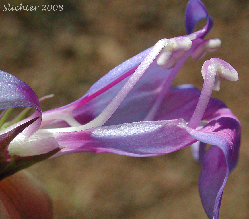 Floral parts of Payette Penstemon: Penstemon payettensis
